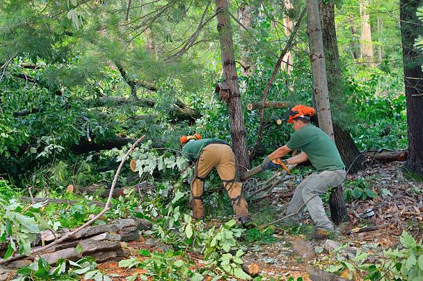 Best Tree Disease Treatment  in El Valle De Arroyo Seco, NM